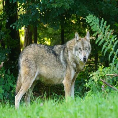 Grey wolf looking intently at something from the edge of a green forest